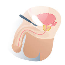Tamaño promedio del miembro masculino a los 25 años