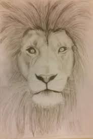 12 Lion Sketches And Drawings Sketch Drawingpencilwiki Com Lion Sketch Lion Drawing Animal Sketches