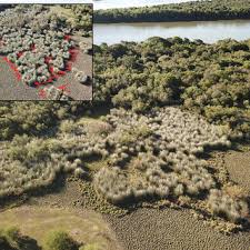 Image result for Vernonia centaureoides