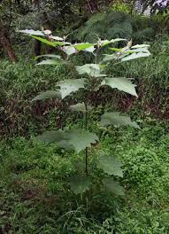 Image result for Solanum anguivi