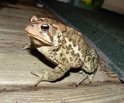 See top ideas and trending searches about art history, museums, images and more. Hd Frog Toad Wallpapers Peakpx