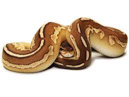 Pin By Salty On Cold Blooded Ball Python Morphs Ball Python Ball Python Colors