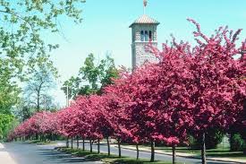 Best tree to line driveway. Lining A Driveway With Trees In A Long Row That Flanks Both Sides Mimics The Classic Landscape Des Landscaping Entrance Landscape Design Driveway Landscaping