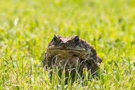 We also have cullen skink, spotted dick. How Do Toads Get In The House 4 Places To Check Wigglywisdom Com