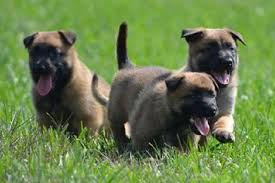 Belçika kurdu çok iddialı bir köpek ve çok akıllı bir. Yavru Kopek Ilani Satilik Belcika Malinois Fiyatlari Ve Ilanlari