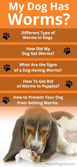 My Dog Has Worms Worms In Dogs Dog Health Tips Dog Health