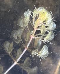 Image result for Aldrovanda vesiculosa