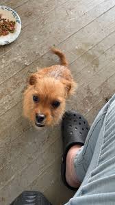 Lost & Found (Pets) Anson County, N.C.