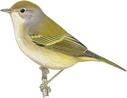 Image result for Vangueria proschii