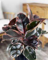 Image result for Ficus elastica