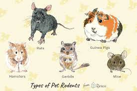 In a lot of ways, a pet like a cat or a dog is very much like a child because responsible owners care for their pets and make su. 10 Best Small Rodents To Keep As Pets