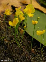 Image result for Utricularia appendiculata