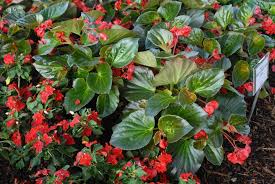 Image result for begonia semperflorens