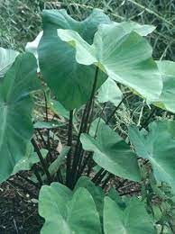 Remember, rich moist soil grows the best elephant ears. Learn About Colocasia Esculenta Big Dipper Big Dipper Elephant Ear Perennial Encyclopedia By Plant Delights Nursery