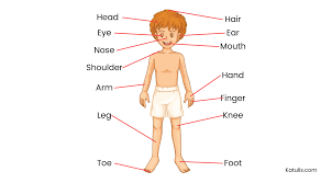 Soal bahasa inggris kelas 2 sd part of body. Materi Part Of Body Dilengkapi Lagu Dan Soal Latihan Katulis