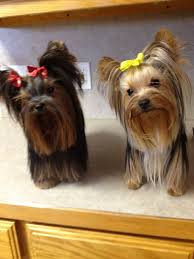 Yorkshire Terrier Puppy Black And Brown Wild West Yorkies Yorkie Puppy Yorkie Puppy For Sale Yorkie Dogs