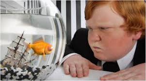 The Interior Monologue of Gill the Goldfish ~ Kuriositas