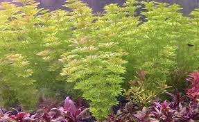 Image result for Limnophila crassifolia