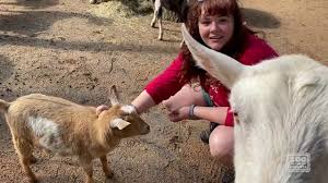 The rock of sports & performing arts. Virtual Petting Zoo Tour Youtube