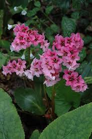 Pink Dragonfly Bergenia Bergenia 39 Pink Dragonfly 39 At Gardenworks Pink Dragonfly Shade Perennials Garden Center