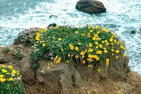 Image result for Eschscholzia