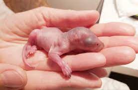 Mar 07, 2021 · a baby squirrel fell out of a tree in my backyard and almost hit me in the head. Epsom Mum Who Took In Baby Squirrel Told Rescue Was Illegal Surrey Comet