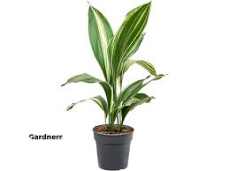 Image result for Kořenokvětka Aspidistra