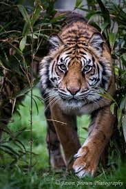 sumatran tiger puna by jason brown via flickr image taken at wildlife heritage foundation tiger pictures sumatran tiger tiger photography