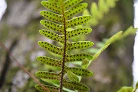 Image result for Pleopeltis