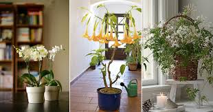 The flower looks like a button, but lasts for weeks as a cut flower. 24 Best Smelling Fragrant Indoor Plants You Must Grow