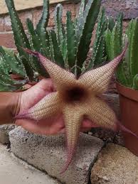 Image result for Tridentea marientalensis