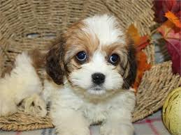 Our wonderful cavachon puppies are exceptional dogs created by breeding cavalier king charles spaniels with a bichon frise. Cavachon Pups Pets San Jose Ca Recycler Com