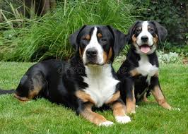 Greater swiss mountain dog breed information, pictures, care, temperament, health, puppies, breed history. Pin On Pattern Vectors Stock Photos