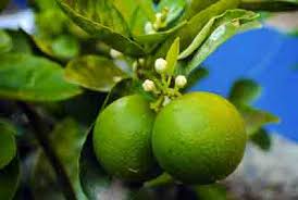 Check spelling or type a new query. Best Fertilizer For Lime Tree How And When To Fertilize