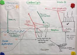 Diagram Of Protein Synthesis Homework Example