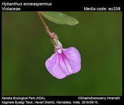 Image result for Afrohybanthus enneaspermus