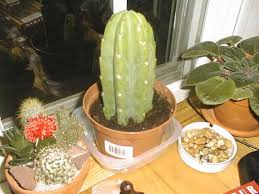 The properties and effects of this sacred plant? San Pedro Cactus Scientific Name