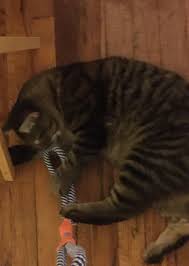 Sisko Is Too Strong For Normal Cat Toys So We Have To Give Him Extra Durable Dog Toys Dog Toys Durable Dog Toys Cat Toys