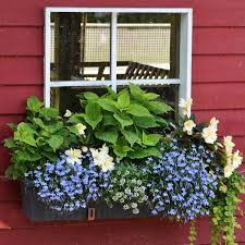 White 'christmas' caladium, variegated vinca, and pink impatiens fill this window box. 3 Plant Lists For Gorgeous Window Box Combinations