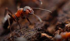 Cengkeh biasa juga dicampurkan ke dalam tembakau rokok. Simak Cara Mengusir Semut Di Kandang Jangkrik Efektif Star Farm International