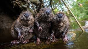 Culverts, beavers, dams, prevention, beaver stop®. Bbc Earth Beavers Are Back In The Uk And They Will Reshape The Land