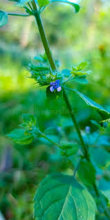 Image result for Mesosphaerum suaveolens