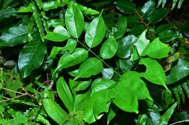 Image result for Rourea