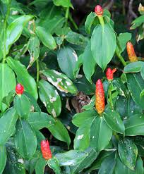 Image result for Costus subbiflorus