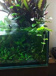 Aquascaping Aquascape Aquarium Fish Tank Ecosystem Goldfish Aquarium