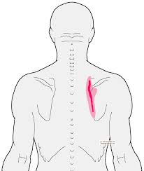 Pin On Massage Techniques