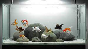 Great Gold Fish Tank Ideas Goldfish Aquarium Cool Fish Tank Decorations Fish Tank Themes