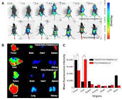 Pin On Targeted Delivery Of Pamam Paclitaxel Functionalized With Trastuzumab