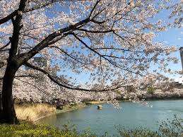 Korea selatan bukan hanya terkenal dengan kpop dan drakor saja, ada banyak taman menarik yang bisa dijadikan spot wisata keren lho! Taman Yang Dipenuhi Dengan Bunga Sakura Yang Bermekaran Ulasan Seokchon Lake Seoul Korea Selatan Tripadvisor