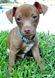 However, many people like to use a. Pitbull Chihuahua Mix Pictures Hunde Und Tiere My Dad Sent Me This Picture Of A Stray Dog He Brought Pitbull Chihuahua Mix Chihuahua Mix Chihuahua Mix Puppies